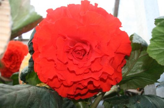 B. ‘Laura Gardiner’